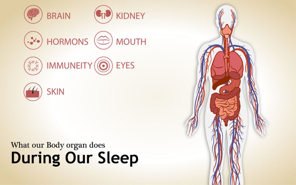 What Our Body Does When We Sleep Pashupatinath V Mishra